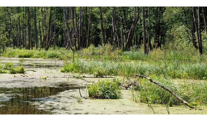 Україна запроваджує особливий правовий режим для захисту торфовищ