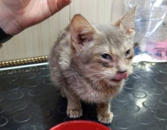 Кидала кошеням об стіну: на Київщині 18-річна знімала на відео знущання над тваринами