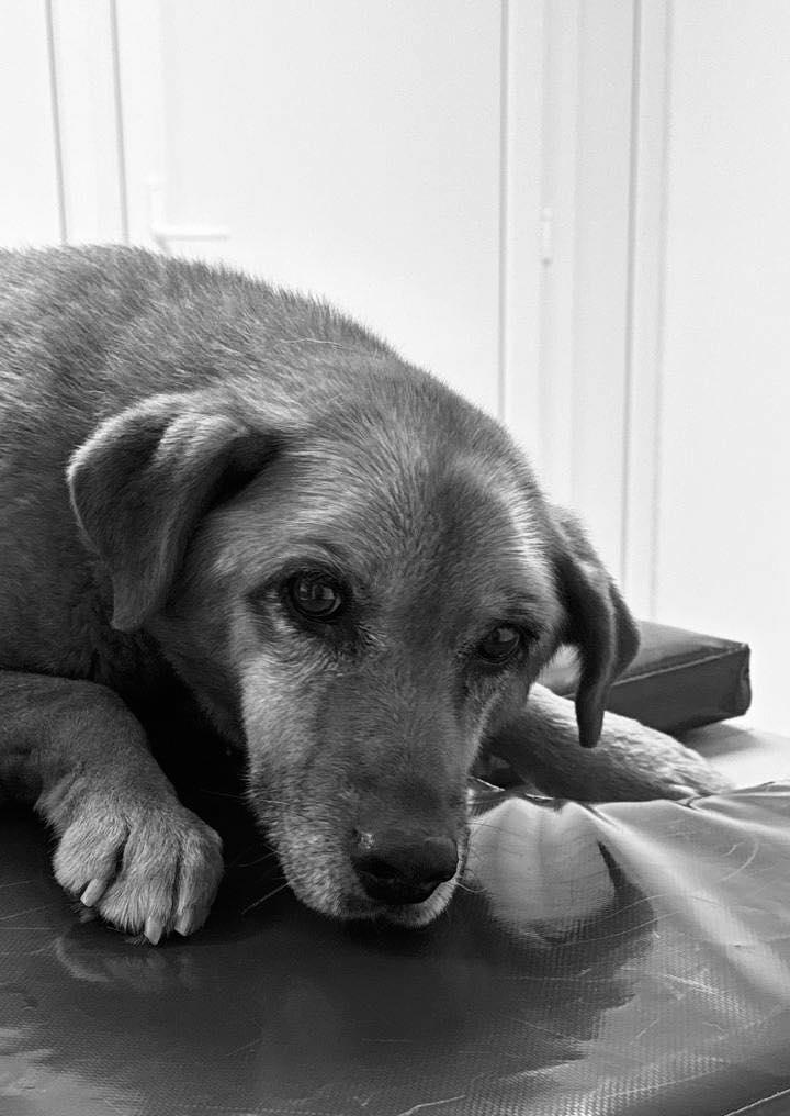 На Львівщині померла собака Найда, яку двічі переїхав водій: зупинка дихання сталася під час підготовки до операції