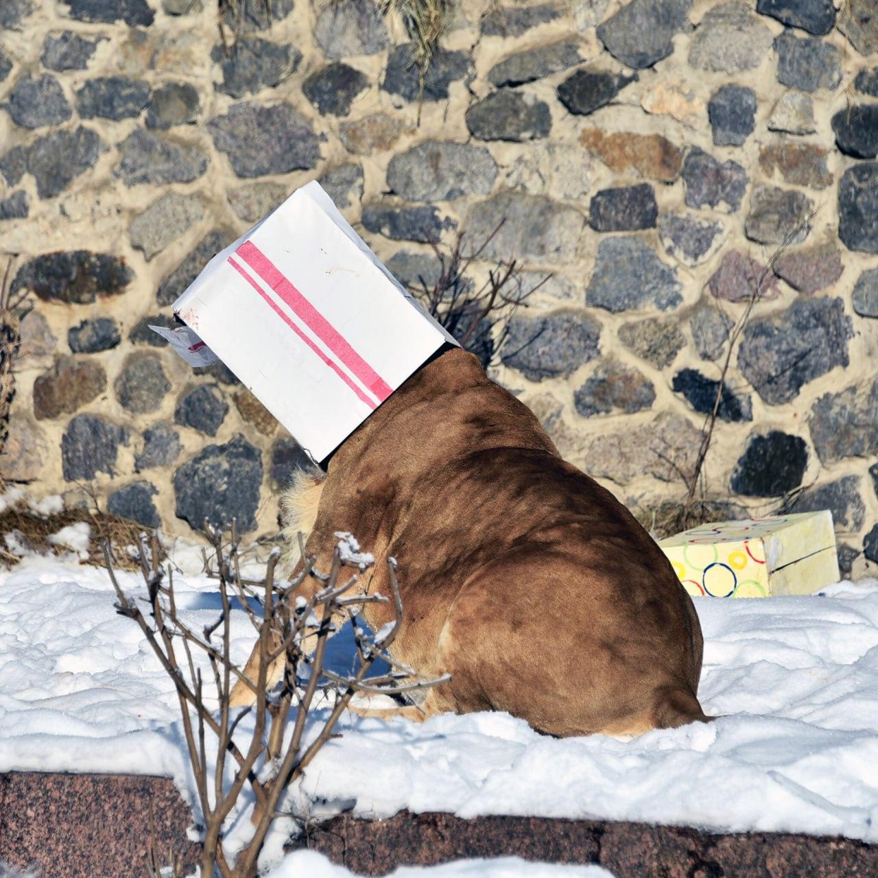 Африканські леви КиївЗоо святкуватимуть 17-й день народження