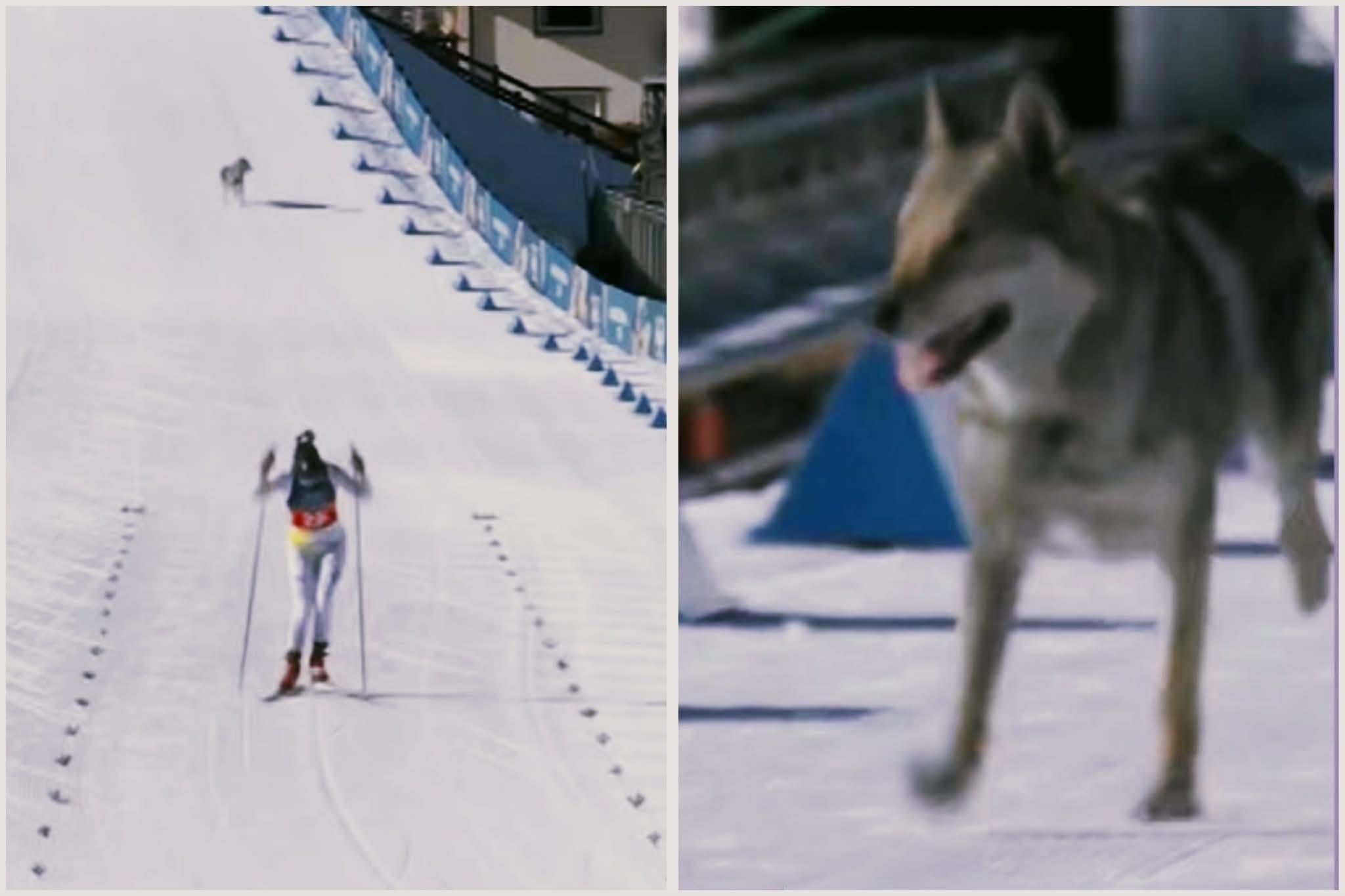 “Це пес на трасі!” – великий собака супроводжував лижників у гонці Олімпіади-2026