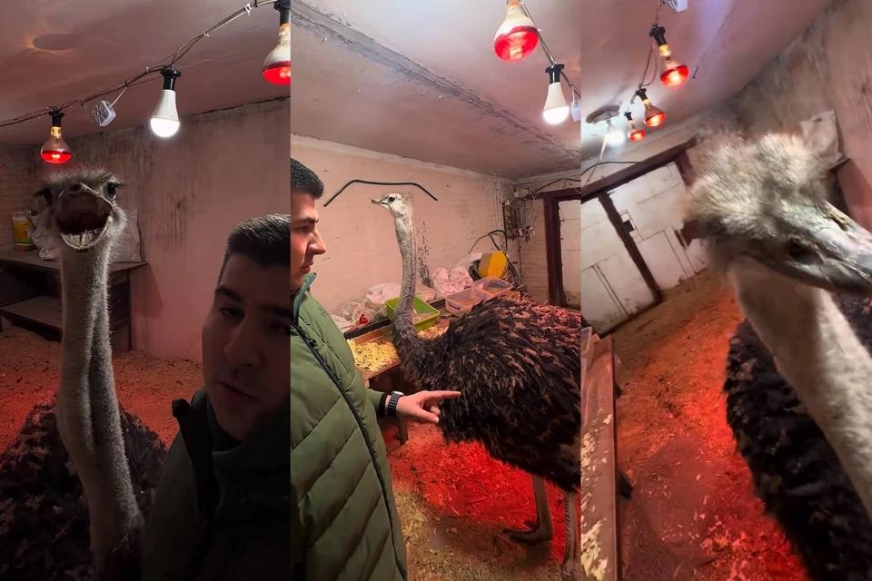 Поліція зацікавилась блогером з Білої Церкви, який тримає страуса у гаражі