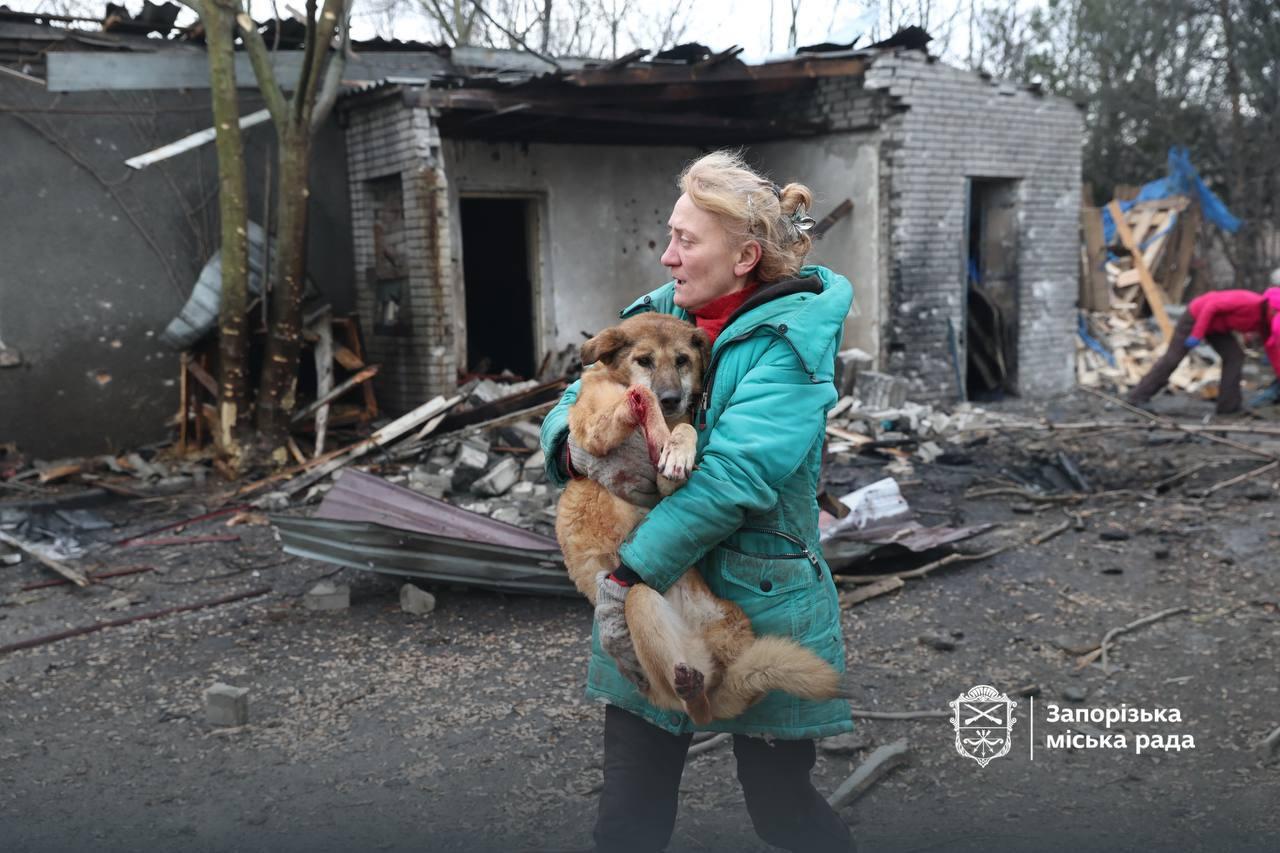 Через обстріл Запоріжжя постраждав притулок для собак — багато тварин загинули, є поранені