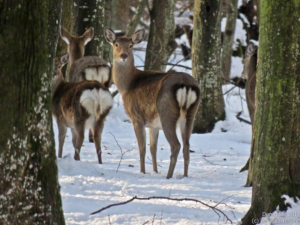 Куди поїхати за місто та побачити диких тварин