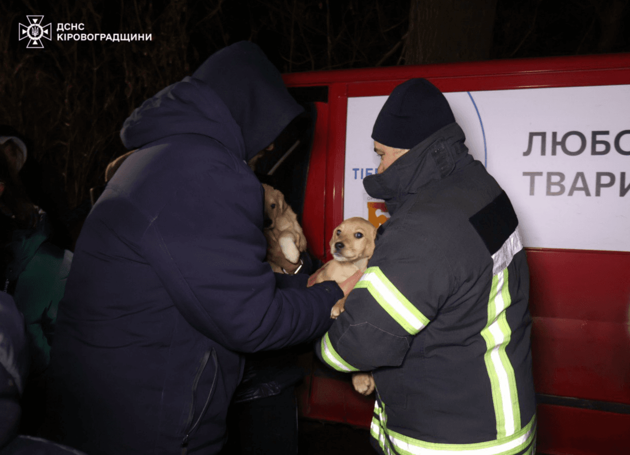 У Кропивницькому затопило притулок з сотнями тварин
