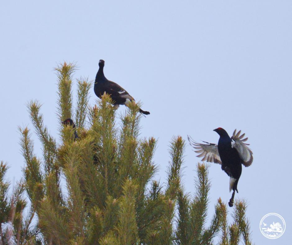 Весняні токування тетеруків: у Чорнобилі почалися найяскравіші природні «концерти»
