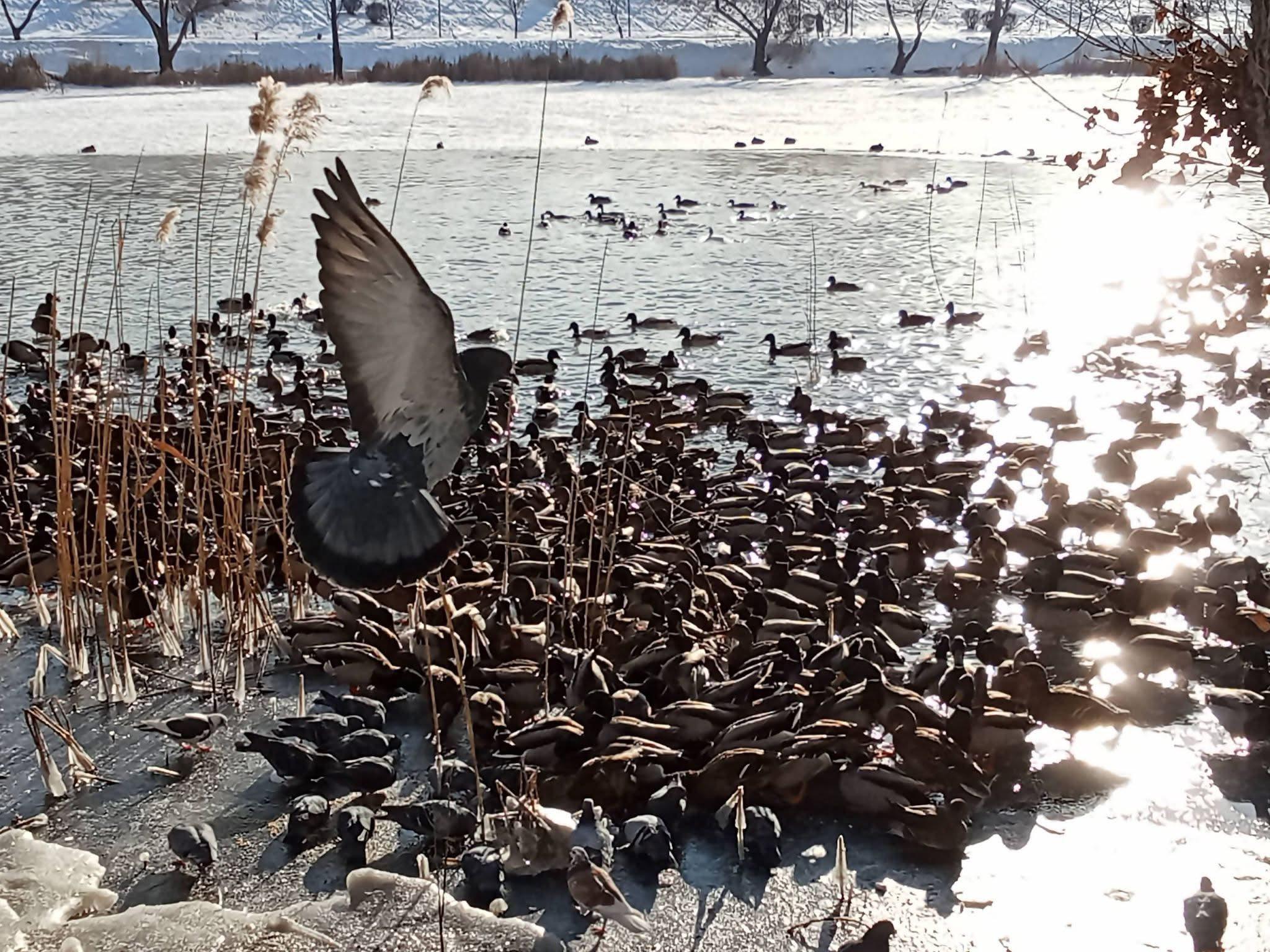 Лютий у Києві виявився відчутно холоднішим за  норму
