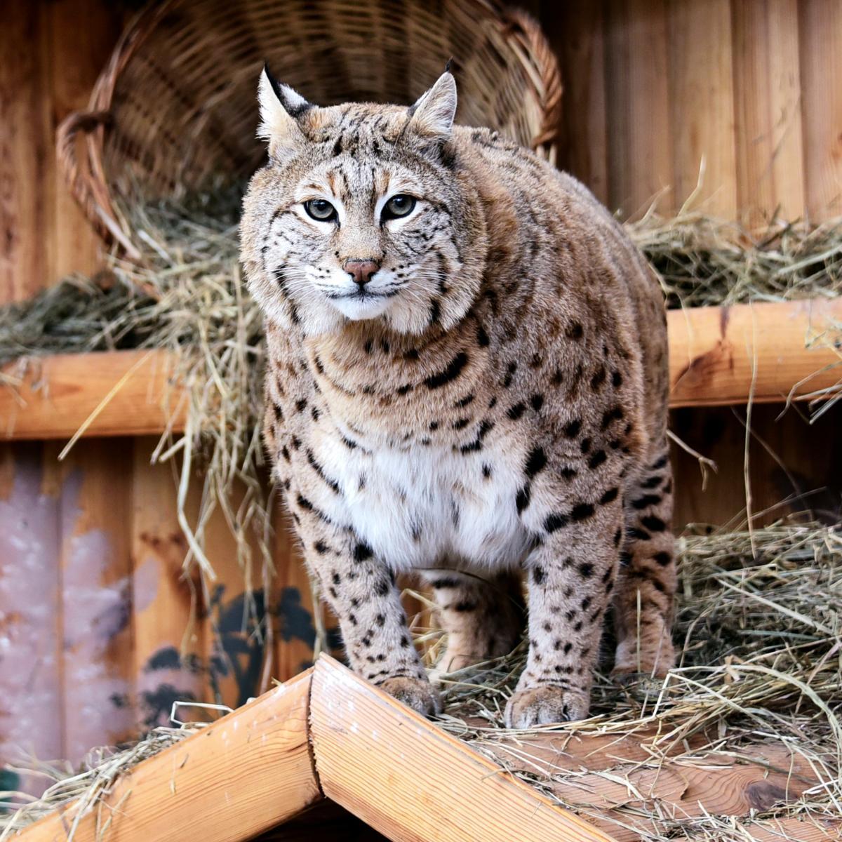 Рись Степан став новою зіркою Київського зоопарку через меми у соцмережах