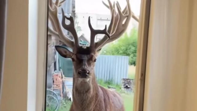 Травмований олень Борис із Зарічного почав одужувати після ДТП