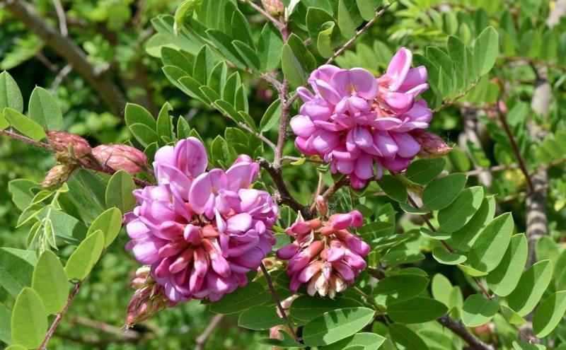 Весна зачаровує: де шукати квітучі локації Києва та області