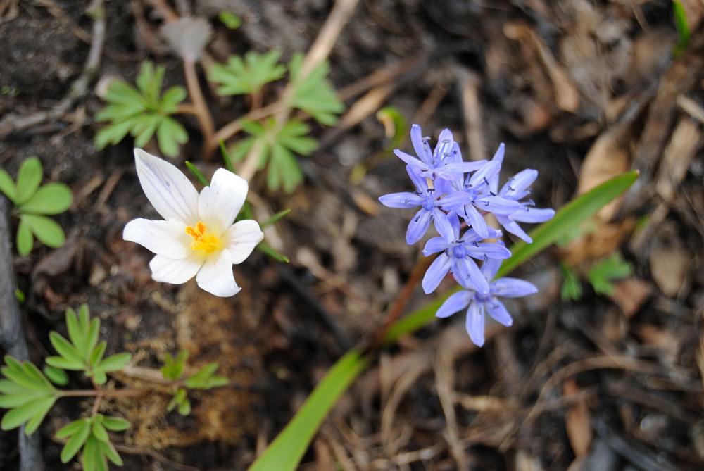 Весняна погода утримується на Київщині: яких температур чекати у четвер