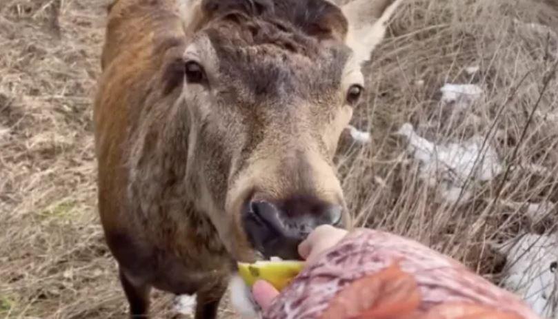 Травми не дозволили перевезти відомого на Рівненщині оленя Бориса,  до медиків на Київщину