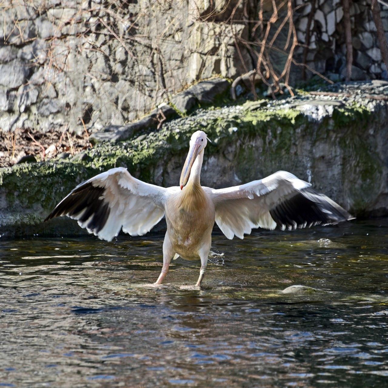 У КиївЗоо почалося весняне переселення мешканців: першими на озеро повернулися пелікани