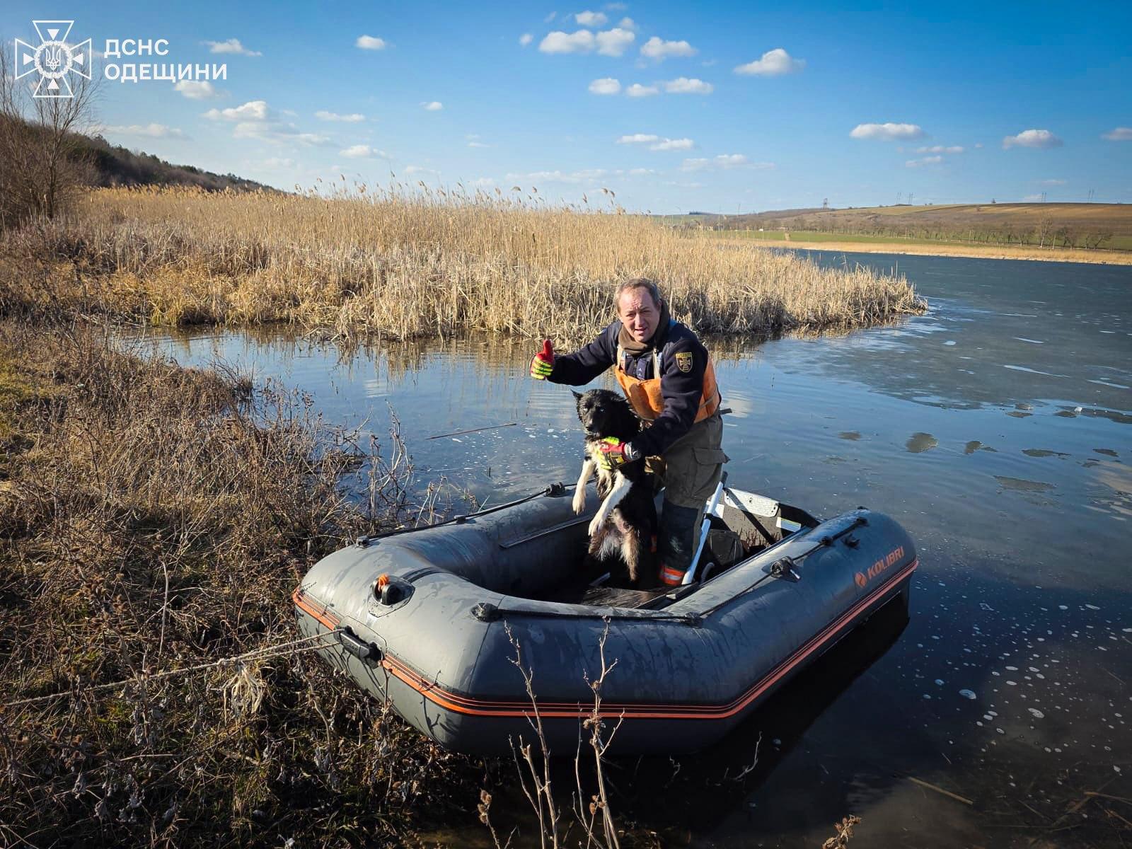 На Одещині ДСНС рятували собаку, який погнався за лебедями і провалився під кригу