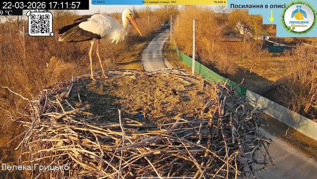 До гнізда відомих лелек Грицька й Одарки на Полтавщині прилетів перший птах у новому сезоні