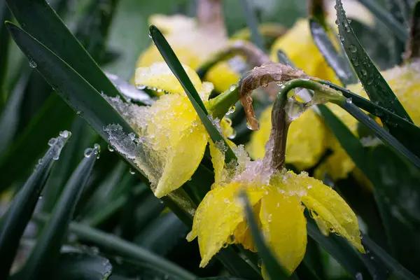 У чистий четвер прогнозують заморозки і дощ з мокрим снігом