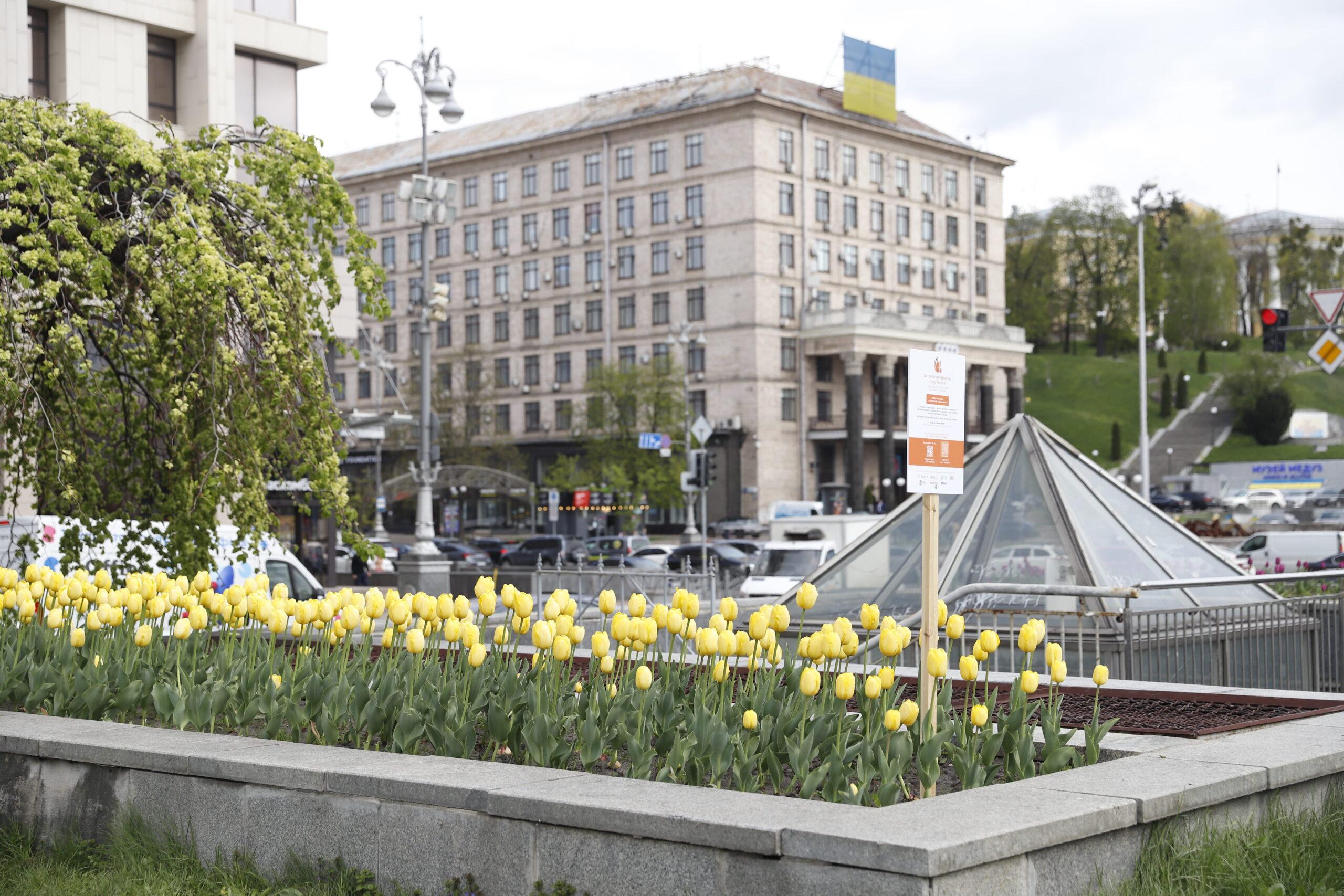 Київська весна в нідерландських барвах: у столиці починають квітнути тюльпани