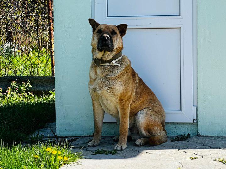 “Давай мішок на голову вдягнемо і десь приб’ємо” – пес Бодя ледь не загинув під час евакуації з Запоріжжя
