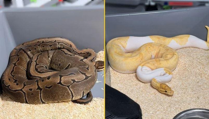 Правоохоронці Польщі виявили в квартирі 148 кулястих пітонів після того, як одна змія втекла