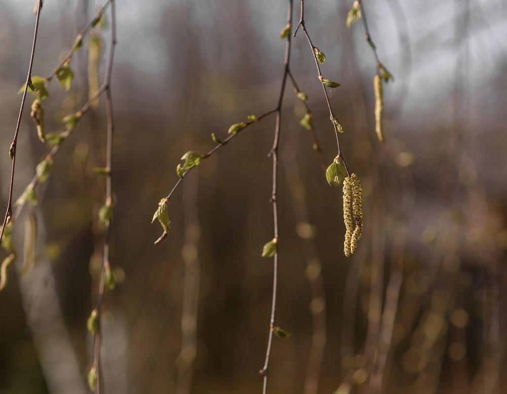 Чим порадує погода киян у понеділок: прогноз від синоптиків