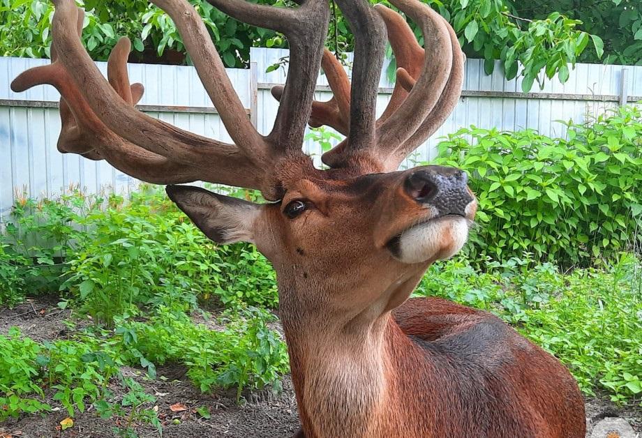 Перечікував небезпеку в чагарниках: на Рівненщині знайшовся олень Борис, що зник після ДТП