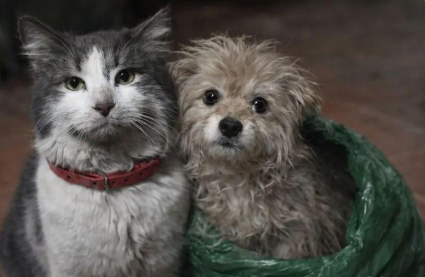 Кіт та пес пролетіли 12 км на військовому дроні, який врятував їх від обстрілів на передовій