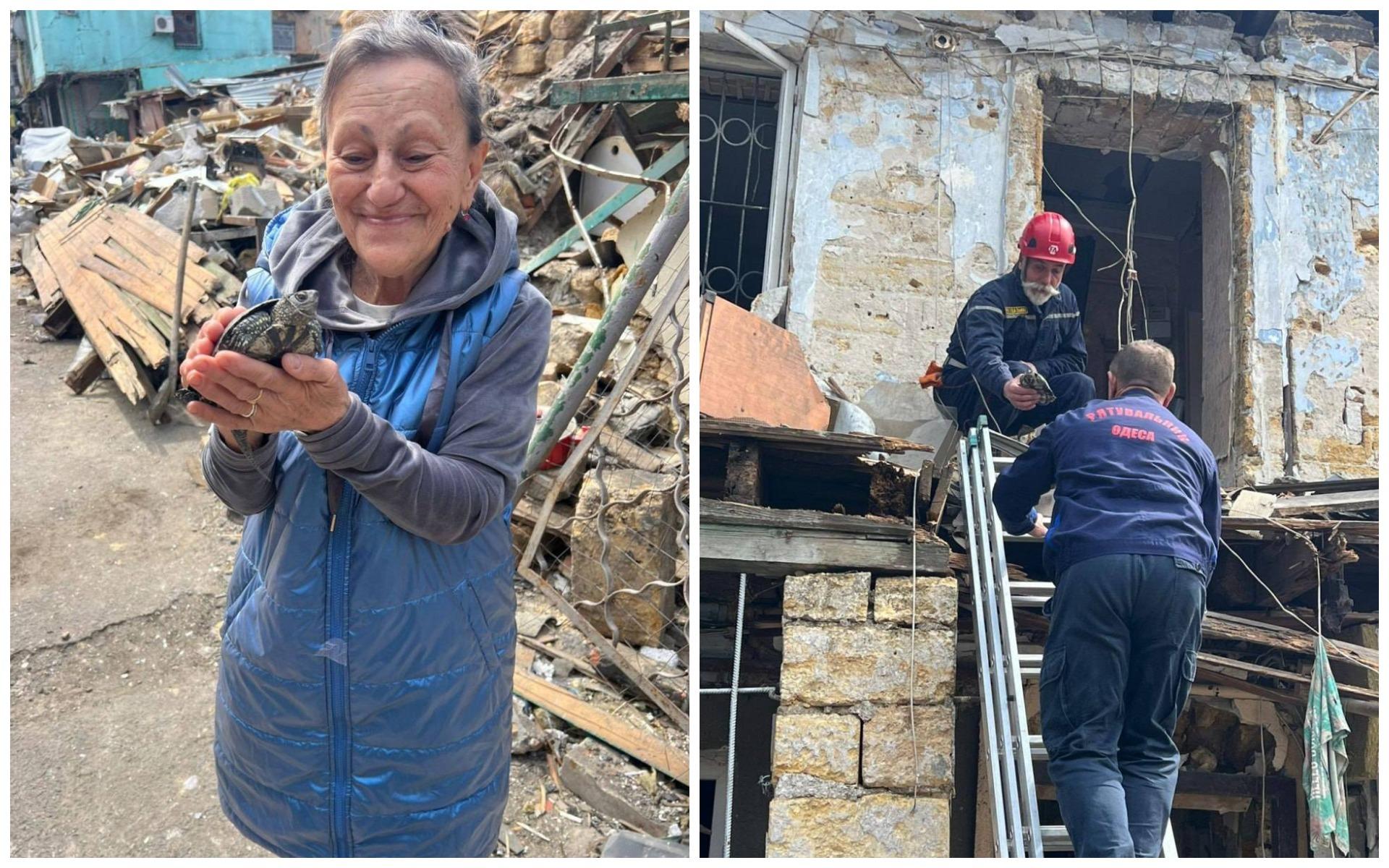 В Одесі під завалами знайшли черепаху, яка 5 днів чекала на допомогу