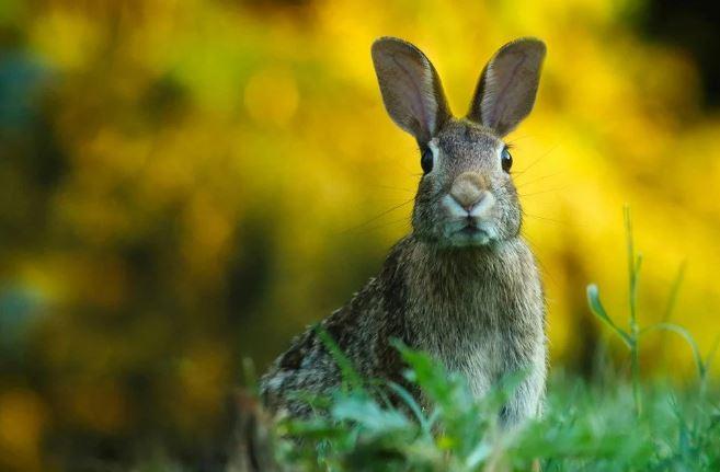 Тепла погода квітня уже на порозі: прогноз на тиждень