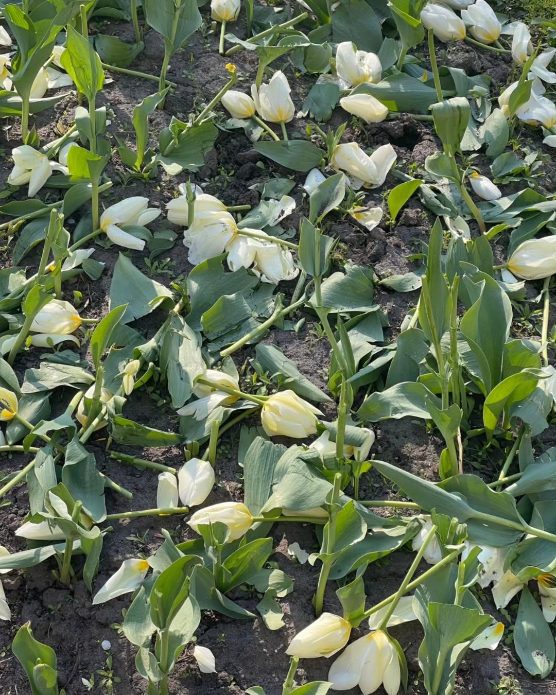 На Львівській площі вандали знищили близько 2000 тюльпанів