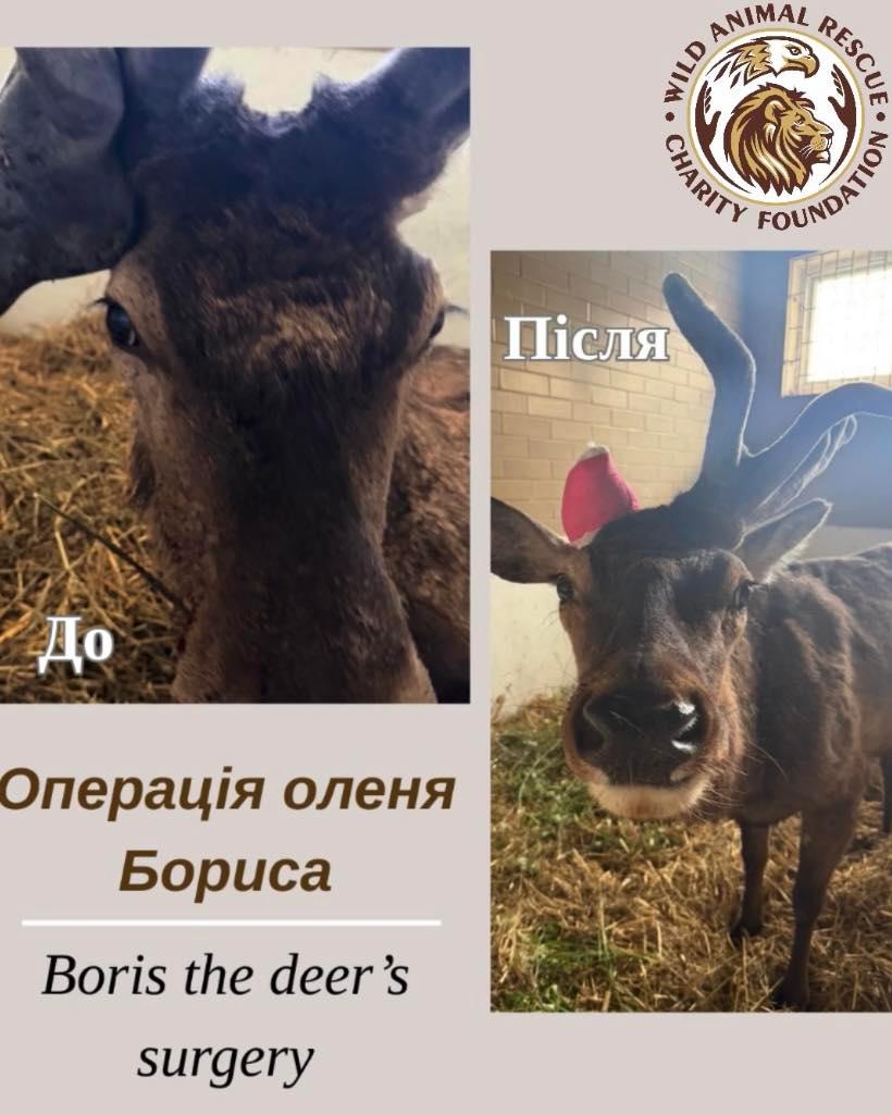 Порятунок ока з ризиком для життя: олень Борис переніс термінову операцію