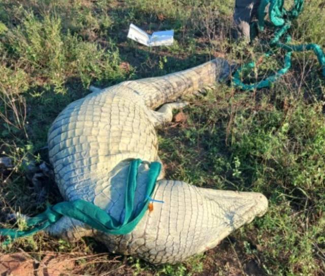 У ПАР у 500-кілограмовому крокодилі знайшли людські останки після зникнення бізнесмена