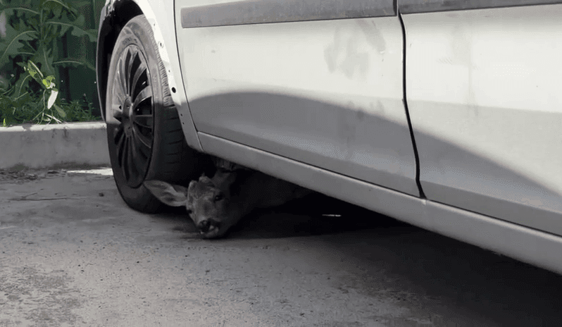 Нажахане оленя ховалося під автомобілем під час обстрілу Києва (відео)