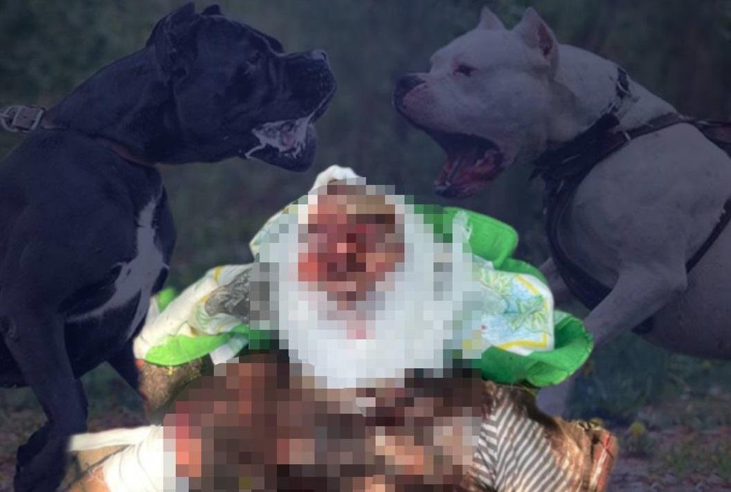 У Борисполі собаки забігли до сусіднього двору і загризли жінку
