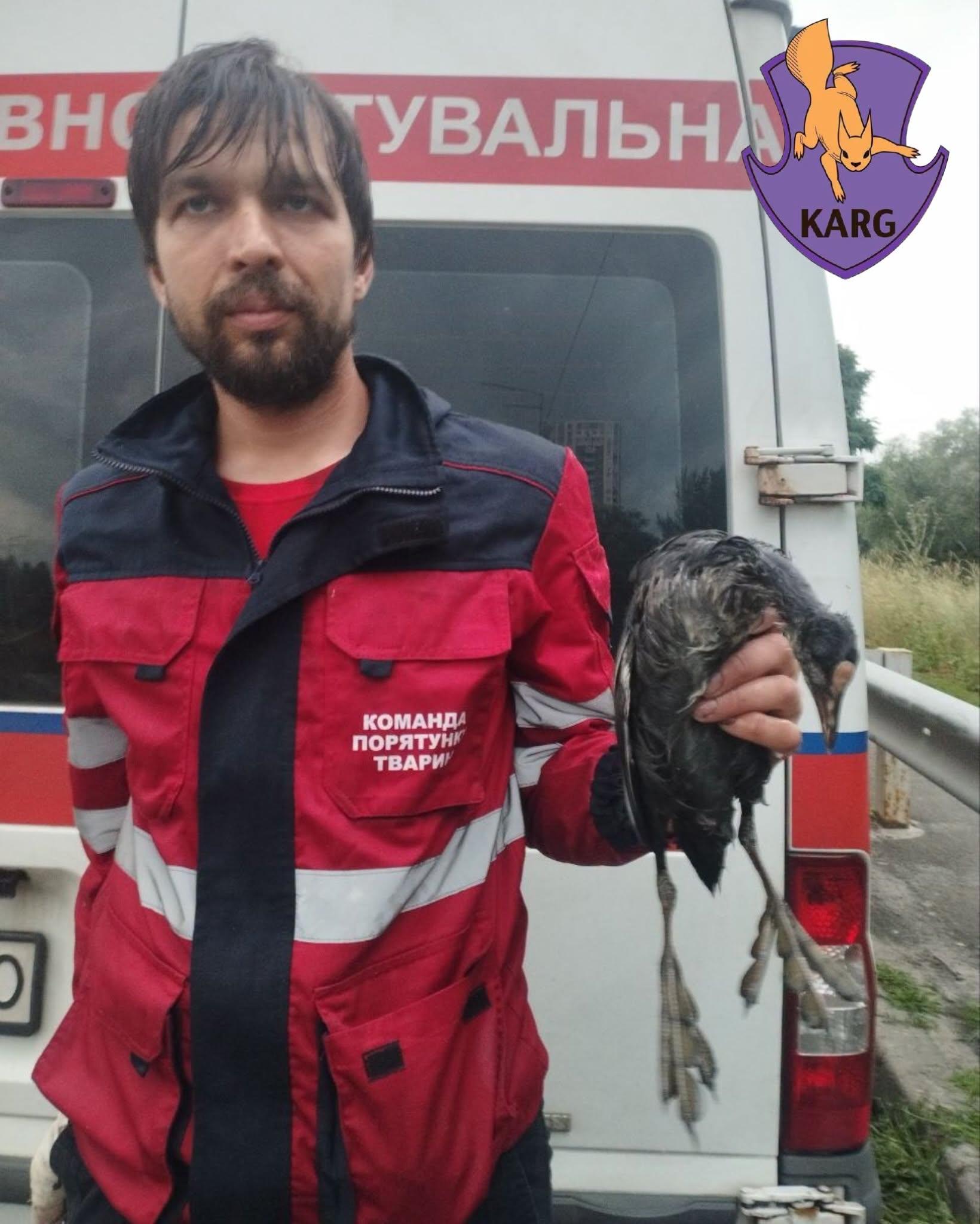 На Оболоні рятують птахів і тварин із озера, забрудненого мазутом через обстріл