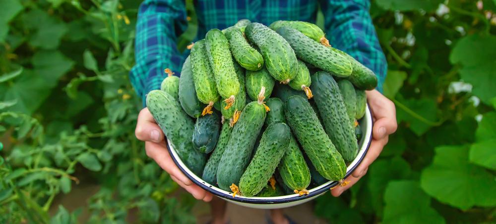 Де у Києві сьогодні проходять продуктові ярмарки: локації