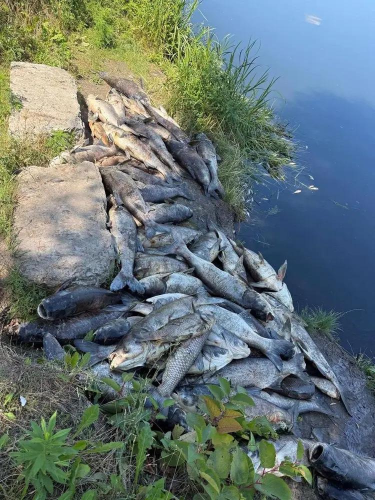 З’явились результати аналізу води з Борщагівської громади, де загинули тонни риби
