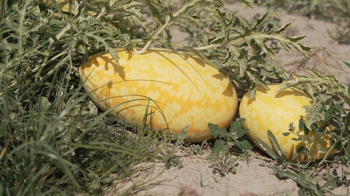 Ветеран з Чернігівщини вирощує 20 сортів кавунів на 4 гектарах поля