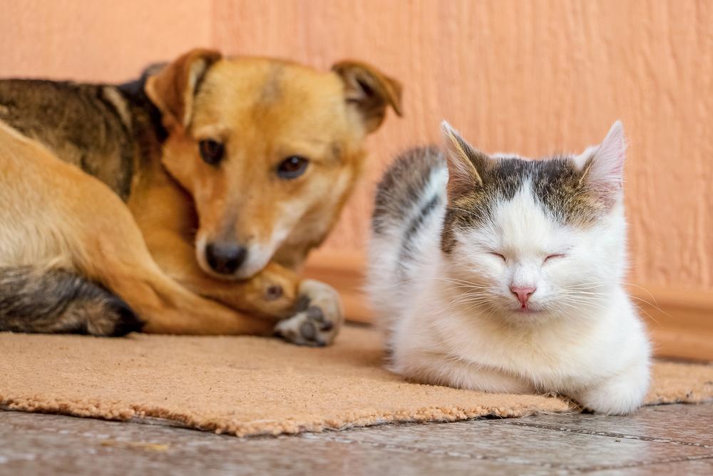 У Києві через постійні обстріли перенесли фестиваль адопції тварин Adopt CAT & DOG