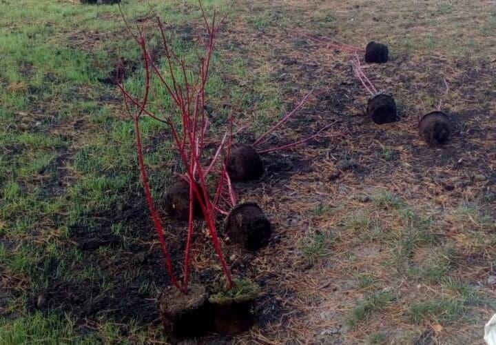 Вандалы вырвали кусты