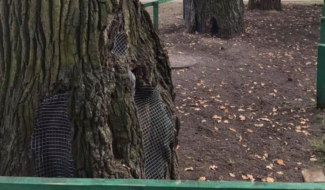 дерево, памятник природы