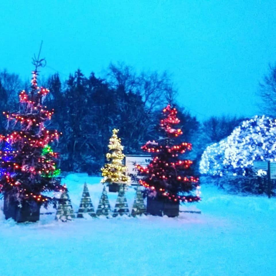 новый год, ботсад