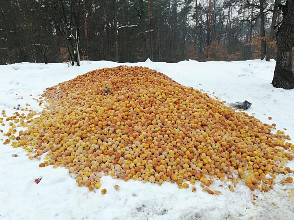 Яблоки в лесу