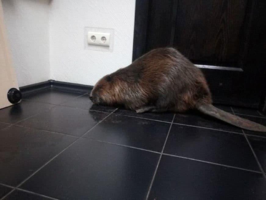 Бобер капкан