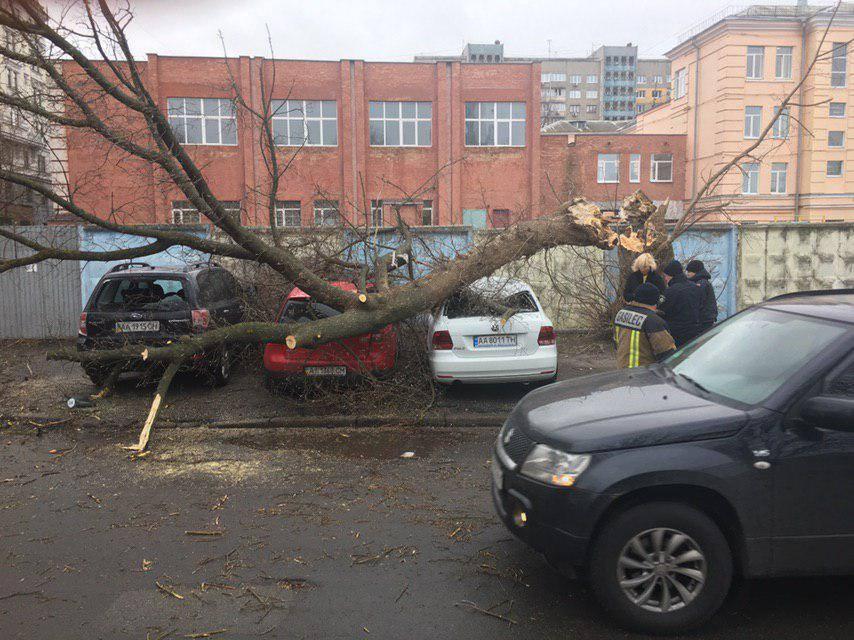 ветер деревья