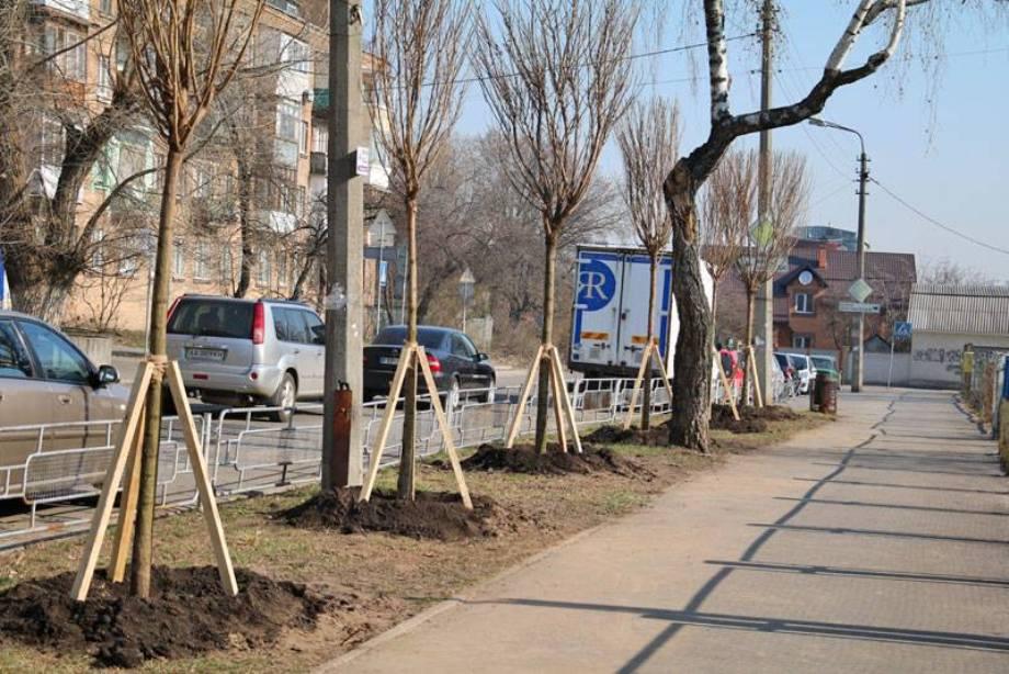 Аллея акаций