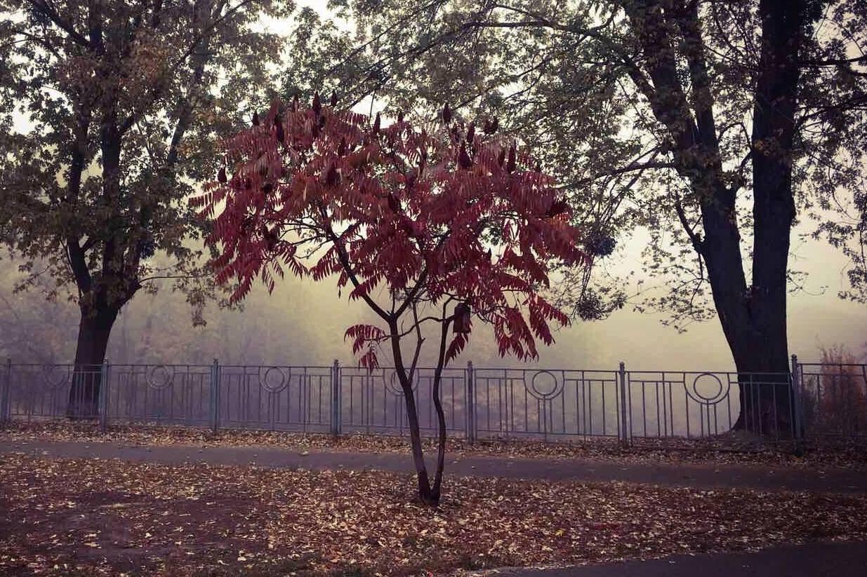 Туман осень Киев