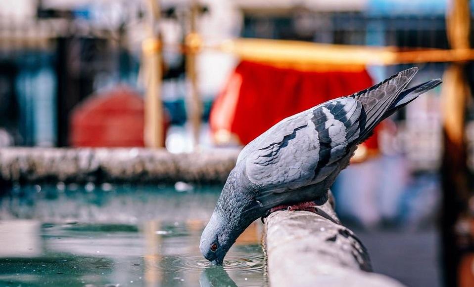 голубь пьет воду