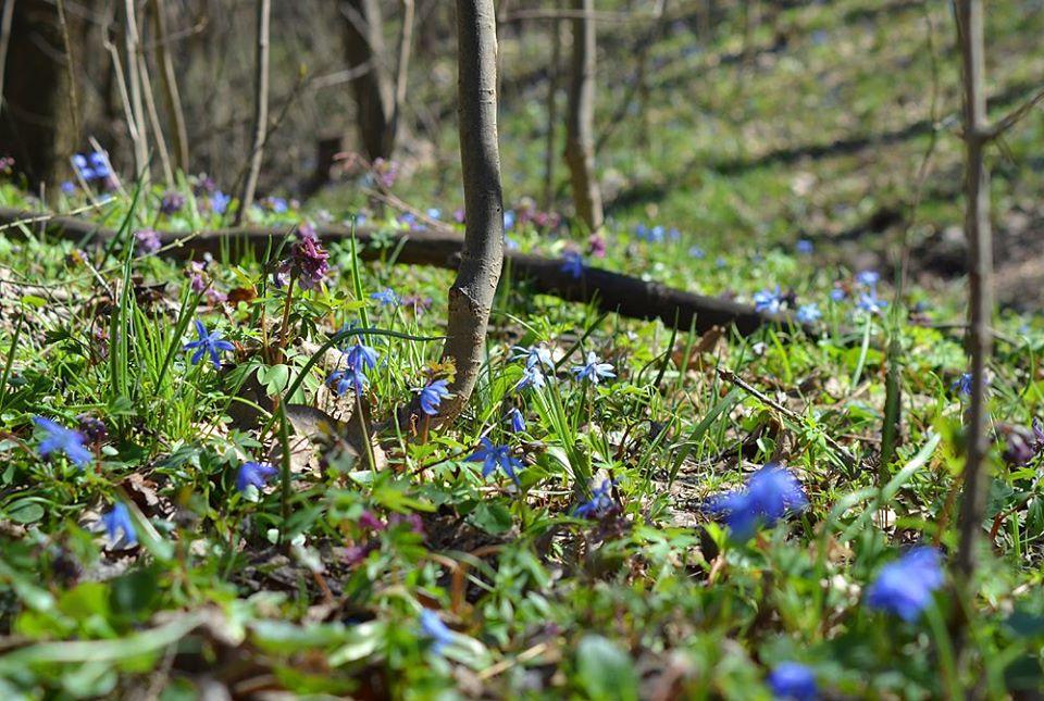 подснежники, лес