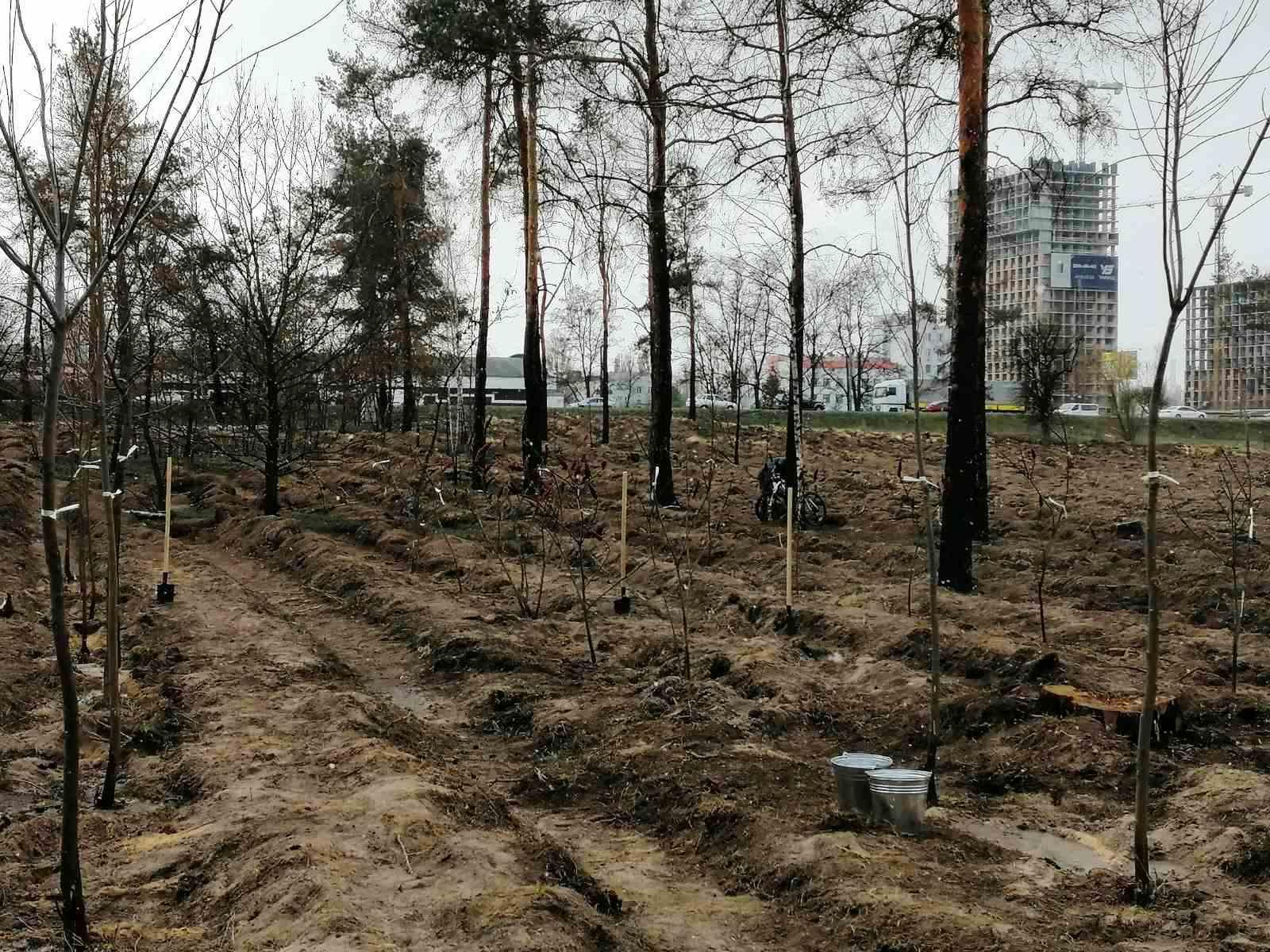 Сосны отравленные Лесная