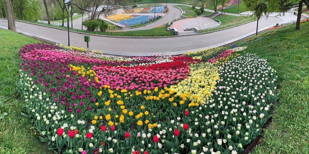 Тюльпаны 2020